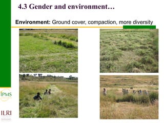 Meat and live animals value chain development: IPMS and partners experiences 