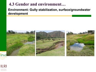 Meat and live animals value chain development: IPMS and partners experiences 