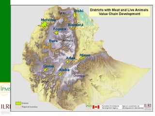 Meat and live animals value chain development: IPMS and partners experiences 