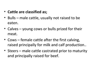 • Cattle are classified as;
• Bulls – male cattle, usually not raised to be
  eaten.
• Calves – young cows or bulls prized for their
  meat.
• Cows – female cattle after the first calving,
  raised principally for milk and calf production..
• Steers – male cattle castrated prior to maturity
  and principally raised for beef.
 