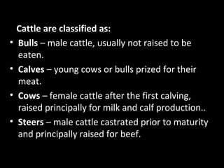 Cattle are classified as:
•   Bulls – male cattle, usually not raised to be
    eaten.
•   Calves – young cows or bulls prized for their
    meat.
•   Cows – female cattle after the first calving,
    raised principally for milk and calf production..
•   Steers – male cattle castrated prior to maturity
    and principally raised for beef.
 