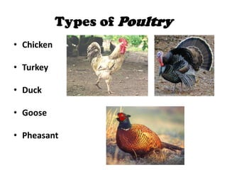 Types of Poultry<br />Chicken<br />Turkey<br />Duck<br />Goose<br />Pheasant<br />