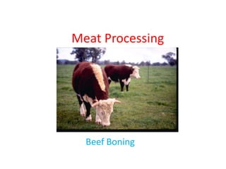 Meat Processing




  Beef Boning
 