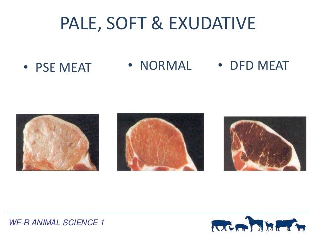 Meat Processing Meat Processing