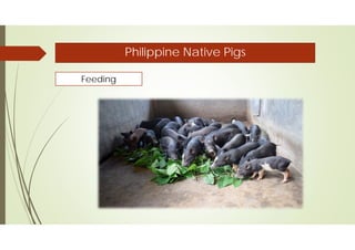 Native Pork Meat processing from Organically-Grown Native Pig | PDF