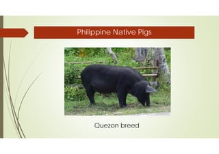 Native Pork Meat processing from Organically-Grown Native Pig | PDF