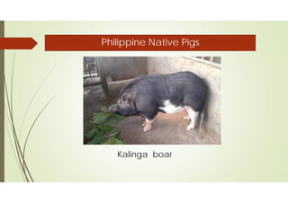 Native Pork Meat processing from Organically-Grown Native Pig | PDF