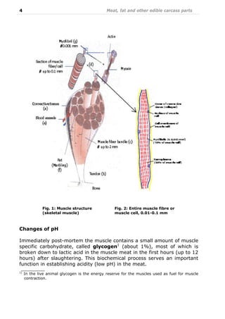 4 Meat, fat and other edible carcass parts
Changes of pH
Immediately post-mortem the muscle contains a small amount of muscle
specific carbohydrate, called glycogen1
(about 1%), most of which is
broken down to lactic acid in the muscle meat in the first hours (up to 12
hours) after slaughtering. This biochemical process serves an important
function in establishing acidity (low pH) in the meat.
__________
1)
In the live animal glycogen is the energy reserve for the muscles used as fuel for muscle
contraction.
Fig. 1: Muscle structure
(skeletal muscle)
Fig. 2: Entire muscle fibre or
muscle cell, 0.01-0.1 mm
 
