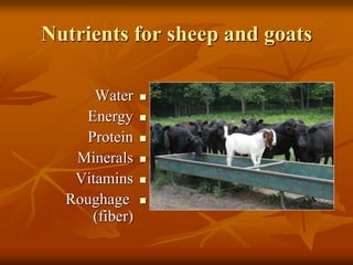 Nutrients for sheep and goats
Water
Energy
Protein
Minerals
Vitamins
Roughage
(fiber)
 