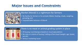 Market (Mandi) is a nightmare for farmers
• No facility for farmer or his animals (Water, feeding, shade, weighing,
grouping, etc)
• Unpredictable behavior of Mandi
There is no meat or animal grading system in place
• All buying / purchasing is based on visual speculations
• No rules or criteria of buying / selling at farm level (weight, age, breed,
sex etc)
• Serious marketing issues
 
