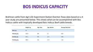 Weight, kg Age, Days Age, Months Average Daily Gain
Birth, kg 35
Weaning, kg 181.8 184 6.1 0.82
Growing, kg 254.1 374 12.5 0.68
Finishing, kg 489.5 534 17.8 1.36
Brahman cattle from Agri-Life Experiment Station Overton Texas data based on a 4
year study are presented below. This shows what can be accomplished with Bos
Indicus cattle with tropically developed Bois Indicus Beef cattle breeds.
 