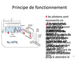 Principe de fonctionnement
1
1 un électron
énergétique
frappe le
scintillateur, la
lumière est
émise.
Un é de 10keV
produiy 3000 é-
trou
2 La lumière est
conduite par
réflexion totale
dans un guide
de lumière vers
un
photomultiplicat
eur
2
3 le signal peut
maintenant passer
à travers une
fenêtre en verre de
quartz, qui forme
une barrière de
vide, à la première
dynode du
photomultiplicateu
r
3
4 les photons sont
reconvertis en
électrons, et les
électrons sont
accélérés sur les
dynodes successives
du
photomultiplicateur,
produisant un
nombre croissant de
cascade d’électrons
jusqu’à atteindre le
4
Le gain typique
de la
photomultiplicati
on est de 105-106
Nf=105Ni
57
 