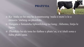  Ke ‘mala oo ho ona ho kopantsoeng ‘mala o mots’o le o
mosoeu ‘meleng oa phoofolo.
 Hangata o fumaneha liphoofolong tse kang ; likhomo, lintja le
lipere.
 Phoofolo ha ele tona ho tlathoe e phats’oa, e ts’ehali eona e
tlaba phats’oana.
 