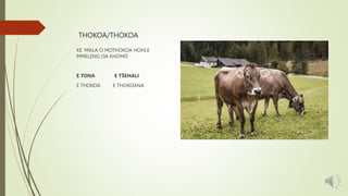 THOKOA/THOKOA
KE ‘MALA O MOTHOKOA HOHLE
MMELENG OA KHOMO
E TONA E TŠEHALI
E THOKOA E THOKOANA
 