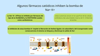 La Na+ K+ -ATPasa es inhibida por fármacos del
tipo de la OUABAINA y la DIGITOXINA usados
como cardiotónicos
estas sustancias actúan en la superficie de las celulas
uniéndose a las subunidades reserva de K+ inhibiendo
la bomba
la inhibicion de estas bombas K+ impide la liberación de fosfato ligado a la subunidad a del transportador como
consecuencias el sistema se bloquea y disminuye la salida de Na+
Algunos fármacos catódicos inhiben la bomba de
Na+ K+
 