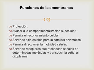 Funciones de las membranas


 Protección.
 Ayudar a la compartimentalización subcelular.
 Permitir el reconocimiento celular.
 Servir de sitio estable para la catálisis enzimática.
 Permitir direccionar la motilidad celular.
 Servir de receptores que reconocen señales de
determinadas moléculas y transducir la señal al
citoplasma.

 