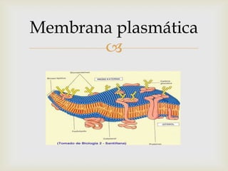 Membrana plasmática


 
