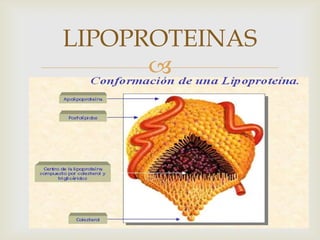 LIPOPROTEINAS


 