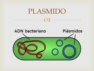 PLASMIDO


 