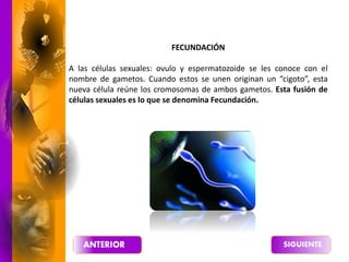 FECUNDACIÓN
A las células sexuales: ovulo y espermatozoide se les conoce con el
nombre de gametos. Cuando estos se unen originan un “cigoto”, esta
nueva célula reúne los cromosomas de ambos gametos. Esta fusión de
células sexuales es lo que se denomina Fecundación.
 