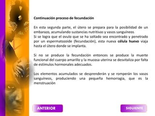 Continuación proceso de fecundación
En esta segunda parte, el útero se prepara para la posibilidad de un
embarazo, acumulando sustancias nutritivas y vasos sanguíneos
Si se logra que el ovulo que se ha soltado sea encontrado y penetrado
por un espermatozoide (fecundación), esta nueva célula huevo viaja
hasta el útero donde se implanta.
Si no se produce la fecundación entonces se produce la muerte
funcional del cuerpo amarillo y la mucosa uterina se desvitaliza por falta
de estímulos hormonales adecuados.
Los elementos acumulados se desprenderán y se romperán los vasos
sanguíneos, produciendo una pequeña hemorragia, que es la
menstruación
 