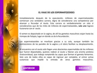 EL VIAJE DE LOS ESPERMATOZOIDES
Inmediatamente después de la eyaculación, millones de espermatozoides
comienzan una verdadera carrera, digna de considerarse una competencia por
alcanzar y fecundar al óvulo. Esta carrera es verdaderamente un reto si
consideramos que de los miles de millones de espermatozoides, solo uno lograra
fusionarse con el ovulo.
El semen es depositado en la vagina, de allí los gametos masculinos viajan hasta las
trompas de Falopio, lugar en donde se da la fecundación.
Los espermatozoides se movilizan gracias a su cola, aunque también las
contracciones de las paredes de la vagina y el útero facilitan su desplazamiento.
Al encuentro con el ovulo solo llegan unos doscientos espermatidos de los millones
que fueron depositados, quienes rodean al ovulo y liberan una enzima proteica
(hialuronidasa), que trabaja rompiendo las capas que forman el gameto femenino.
Solo uno de todos ellos es capaz de ingresar por completo, al entrar activa
sustancias que impide la entrada de otros gametos masculinos.
 