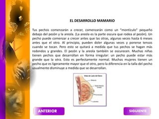 EL DESARROLLO MAMARIO
Tus pechos comenzarán a crecer, comenzarán como un “montículo” pequeño
debajo del pezón y la areola. (La areola es la parte oscura que rodea al pezón). Un
pecho puede comenzar a crecer antes que las otras, algunas veces hasta 6 meses
antes que el otro. Al principio, pueden doler algunas veces y ponerse tensos
cuando se tocan. Pero esto se quitará a medida que tus pechos se hagan más
redondos y grandes. El pezón y la areola también se oscurecen. Muchas niñas
tienen pechos que desarrollan en forma irregular: un pecho puede estar más
grande que la otra. Esto es perfectamente normal. Muchas mujeres tienen un
pecho que es ligeramente mayor que el otro, pero la diferencia en la talla del pecho
usualmente disminuye a medida que se desarrollan.
 