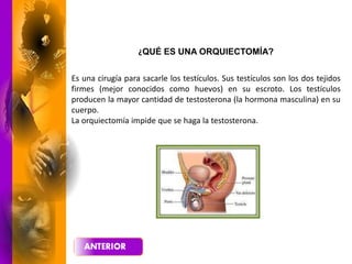 Es una cirugía para sacarle los testículos. Sus testículos son los dos tejidos
firmes (mejor conocidos como huevos) en su escroto. Los testículos
producen la mayor cantidad de testosterona (la hormona masculina) en su
cuerpo.
La orquiectomía impide que se haga la testosterona.
¿QUÉ ES UNA ORQUIECTOMÍA?
 