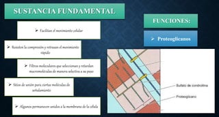 SUSTANCIA FUNDAMENTAL
 Proteoglicanos
FUNCIONES:
 Resisten la compresión y retrasan el movimiento
rápido
 Facilitan el movimiento celular
 Filtros moleculares que seleccionan y retardan
macromoléculas de manera selectiva a su paso
 Sitios de unión para ciertas moléculas de
señalamiento
 Algunos permanecen unidos a la membrana de la célula
 