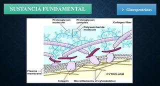 SUSTANCIA FUNDAMENTAL  Glucoproteínas
 