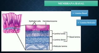 MEMBRANA BASAL
 Lámina Basal
 Lámina Reticular
 