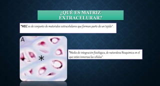 ¿QUÉ ES MATRIZ
EXTRACELURAR?
“MECes de conjunto de materiales extracelulares que forman parte de un tejido”.
“Medio de integración fisiológica, de naturaleza Bioquimica en el
que están inmersas las células”
 