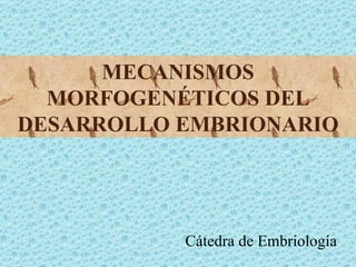 MECANISMOS
  MORFOGENÉTICOS DEL
DESARROLLO EMBRIONARIO




           Cátedra de Embriología
 