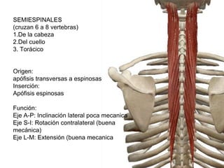 SEMIESPINALES
(cruzan 6 a 8 vertebras)
1.De la cabeza
2.Del cuello
3. Torácico
Origen:
apófisis transversas a espinosas
Inserción:
Apófisis espinosas
Función:
Eje A-P: Inclinación lateral poca mecanica
Eje S-I: Rotación contralateral (buena
mecánica)
Eje L-M: Extensión (buena mecanica
 