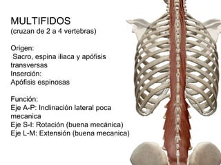 MULTIFIDOS
(cruzan de 2 a 4 vertebras)
Origen:
Sacro, espina iliaca y apófisis
transversas
Inserción:
Apófisis espinosas
Función:
Eje A-P: Inclinación lateral poca
mecanica
Eje S-I: Rotación (buena mecánica)
Eje L-M: Extensión (buena mecanica)
 