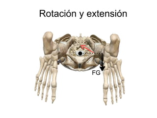 FG
Rotación y extensión
 