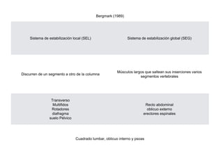 Bergmark (1989)
Sistema de estabilización local (SEL) Sistema de estabilización global (SEG)
Discurren de un segmento a otro de la columna
Músculos largos que saltean sus inserciones varios
segmentos vertebrales
Transverso
Multifidos
Rotadores
diafragma
suelo Pélvico
Recto abdominal
oblicuo externo
erectores espinales
Cuadrado lumbar, oblicuo interno y psoas
 