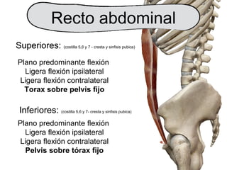 Recto abdominal
Superiores: (costilla 5,6 y 7 - cresta y sinfisis pubica)
Plano predominante flexión
Ligera flexión ipsilateral
Ligera flexión contralateral
Torax sobre pelvis fijo
Inferiores: (costilla 5,6 y 7- cresta y sinfisis pubica)
Plano predominante flexión
Ligera flexión ipsilateral
Ligera flexión contralateral
Pelvis sobre tórax fijo
 