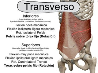 Inferiores
(linea alba hasta sínfisis púbica
ligamento inguinal, cresta ilíaca, fascia toracolumbar)
Flexión poca mecánica
Flexión ipsilateral ligera mecánica
Rot. ipsilateral Pelvis
Pelvis sobre tórax fijo (Rotación)
2
1
Superiores
(linea alba desde ombligo hasta apófisis xifoides
cartílagos costales, costilla 10)
Flexión muy poca mecánica
Flexión ipsilateral ligera mecánica
Rot. Contralateral Tronco
Torax sobre pelvis fijo (Rotación)
Transverso
 