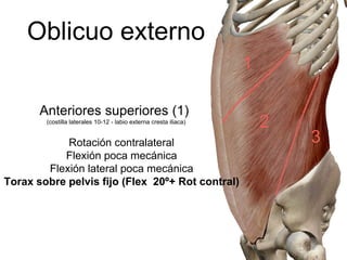 Oblicuo externo
Anteriores superiores (1)
(costilla laterales 10-12 - labio externa cresta iliaca)
Rotación contralateral
Flexión poca mecánica
Flexión lateral poca mecánica
Torax sobre pelvis fijo (Flex 20º+ Rot contral)
1
2
3
 