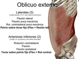 Oblicuo externo
Laterales (3)
(costilla laterales 10-12 - labio externa cresta iliaca)
Flexión lateral
Flexión poca mecánica
Rot. contralateral poca mecánica
Pelvis sobre tórax fijo (Flex + flexión lat)
1
2
3
Anteriores inferiores (2)
(costilla 7-9 - lig inguinal y zona inferior linea alba)
Rotación contralateral
Flexión
Flexión ipsilateral
Torax sobre pelvis fijo (Flex + Rot contra)
 