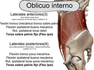 Oblicuo interno
Laterales anteriores(3)
(zona lateral cresta iliaca
capas superiores de la linea alba y costillas 9-10
Flexión tronco (mecánica tronco sobre pelvis)
Flexión ipsilateral buena mecanica
Rot. ipsilateral torax debil
Torax sobre pelvis fijo (Flex ipsi)
2
3
4
1
Laterales posteriores(4)
(zona latero-posterior cresta iliaca - fascia toracolumbar
costillas 10-11-12
Flexión tronco poca mecánica
Flexión ipsilateral buena mecánica
Rot. ipsilateral torax poca mecánica
Torax sobre pelvis fijo (Flex ipsi)
 