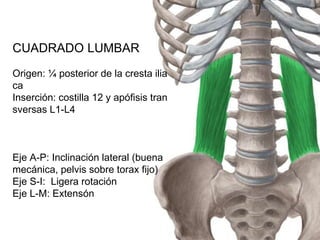 CUADRADO LUMBAR
Origen: ¼ posterior de la cresta ilia
ca
Inserción: costilla 12 y apófisis tran
sversas L1-L4
Eje A-P: Inclinación lateral (buena
mecánica, pelvis sobre torax fijo)
Eje S-I: Ligera rotación
Eje L-M: Extensón
 