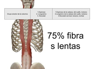 Grupo erector de la columna
1.Espinoso
2. Longuisimo
3. Iliocostal
1.Espinoso de la cabeza, del cuello, torácico
2.Longísimo de la cabeza del cuello, torácico
3.Iliocostal cervical, toracico, lumbar
75% fibra
s lentas
 