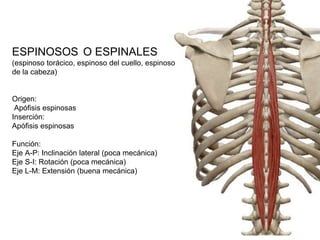 ESPINOSOS O ESPINALES
(espinoso torácico, espinoso del cuello, espinoso
de la cabeza)
Origen:
Apófisis espinosas
Inserción:
Apófisis espinosas
Función:
Eje A-P: Inclinación lateral (poca mecánica)
Eje S-I: Rotación (poca mecánica)
Eje L-M: Extensión (buena mecánica)
 