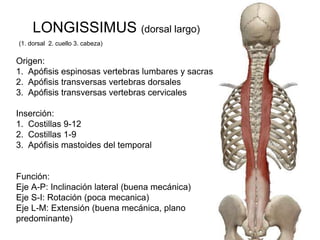 LONGISSIMUS (dorsal largo)
(1. dorsal 2. cuello 3. cabeza)
Origen:
1. Apófisis espinosas vertebras lumbares y sacras
2. Apófisis transversas vertebras dorsales
3. Apófisis transversas vertebras cervicales
Inserción:
1. Costillas 9-12
2. Costillas 1-9
3. Apófisis mastoides del temporal
Función:
Eje A-P: Inclinación lateral (buena mecánica)
Eje S-I: Rotación (poca mecanica)
Eje L-M: Extensión (buena mecánica, plano
predominante)
 