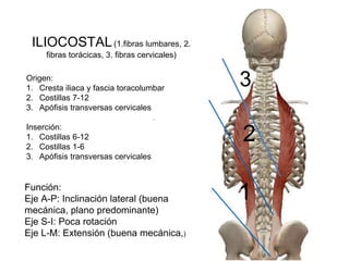 ILIOCOSTAL(1.fibras lumbares, 2.
fibras torácicas, 3. fibras cervicales)
Origen:
1. Cresta iliaca y fascia toracolumbar
2. Costillas 7-12
3. Apófisis transversas cervicales
Inserción:
1. Costillas 6-12
2. Costillas 1-6
3. Apófisis transversas cervicales
Función:
Eje A-P: Inclinación lateral (buena
mecánica, plano predominante)
Eje S-I: Poca rotación
Eje L-M: Extensión (buena mecánica,)
1
2
3
 