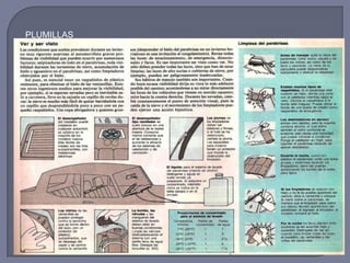 COMPLEMENTOSLLANTAS: