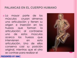 PALANCAS EN EL CUERPO HUMANO
 La mayor parte de los
músculos cruzan almenas
una articulación y tienen su
origen e inserción en los
huesos que forman la
articulación; al contraerse
uno de estos músculos
acerca los huesos que
intervienen en esta
articulación. Uno de ellos
conserva casi su posición
original, mientras que el otro
se contrae para realizar el
 