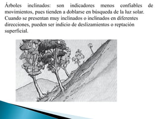 Árboles inclinados: son indicadores menos confiables de
movimientos, pues tienden a doblarse en búsqueda de la luz solar.
Cuando se presentan muy inclinados o inclinados en diferentes
direcciones, pueden ser indicio de deslizamientos o reptación
superficial.
 